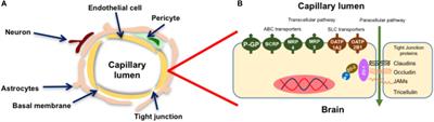 Drug Transport at the Brain and Endothelial Dysfunction in Preeclampsia: Implications and Perspectives